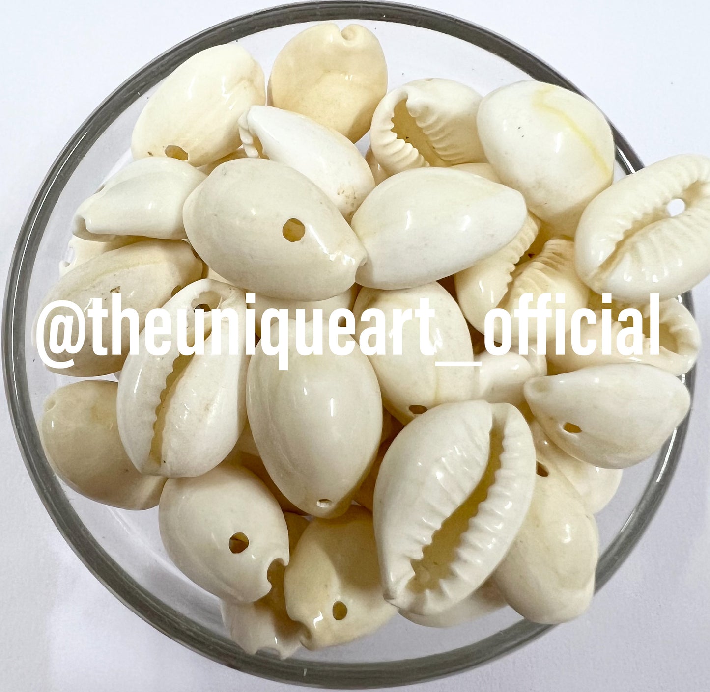 White Kowri Shells