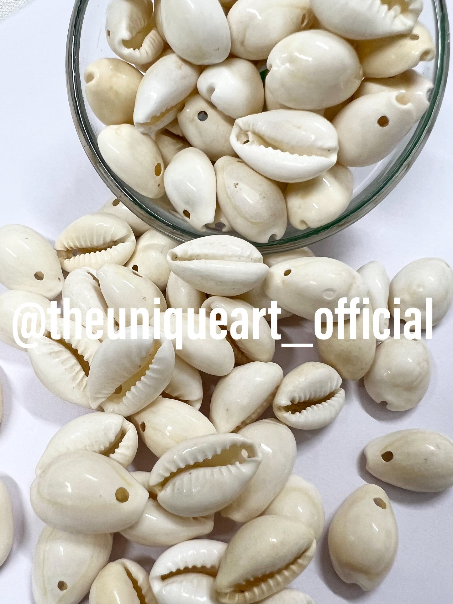 White Kowri Shells