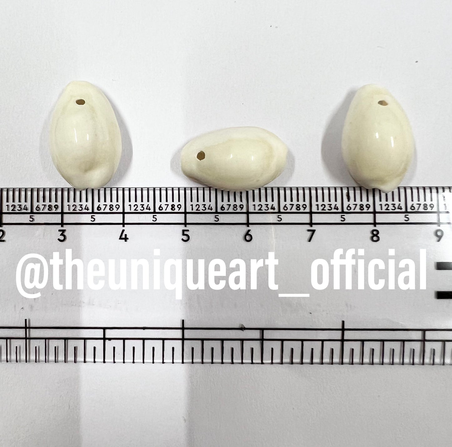 White Kowri Shells