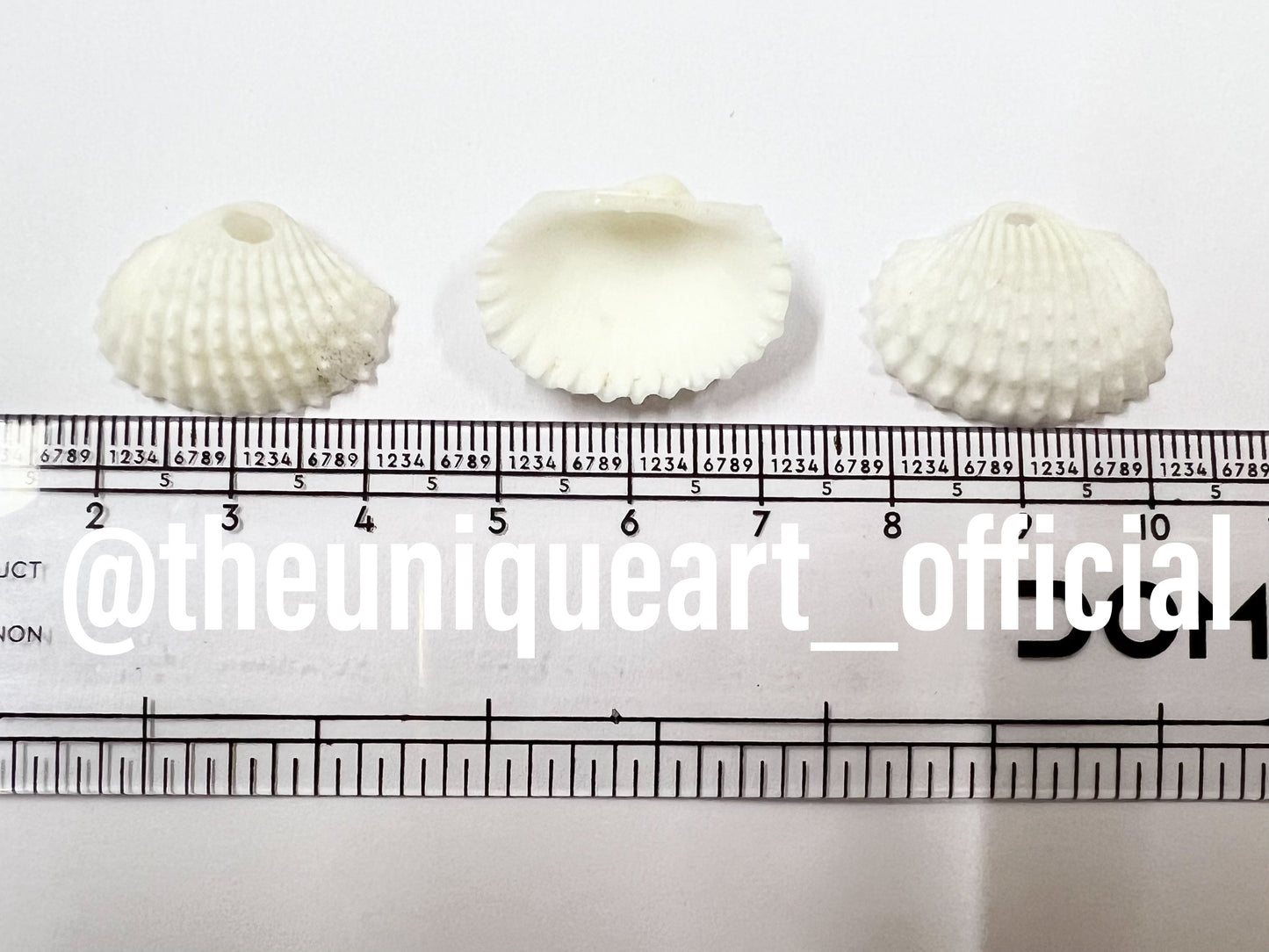 Shells 2cm