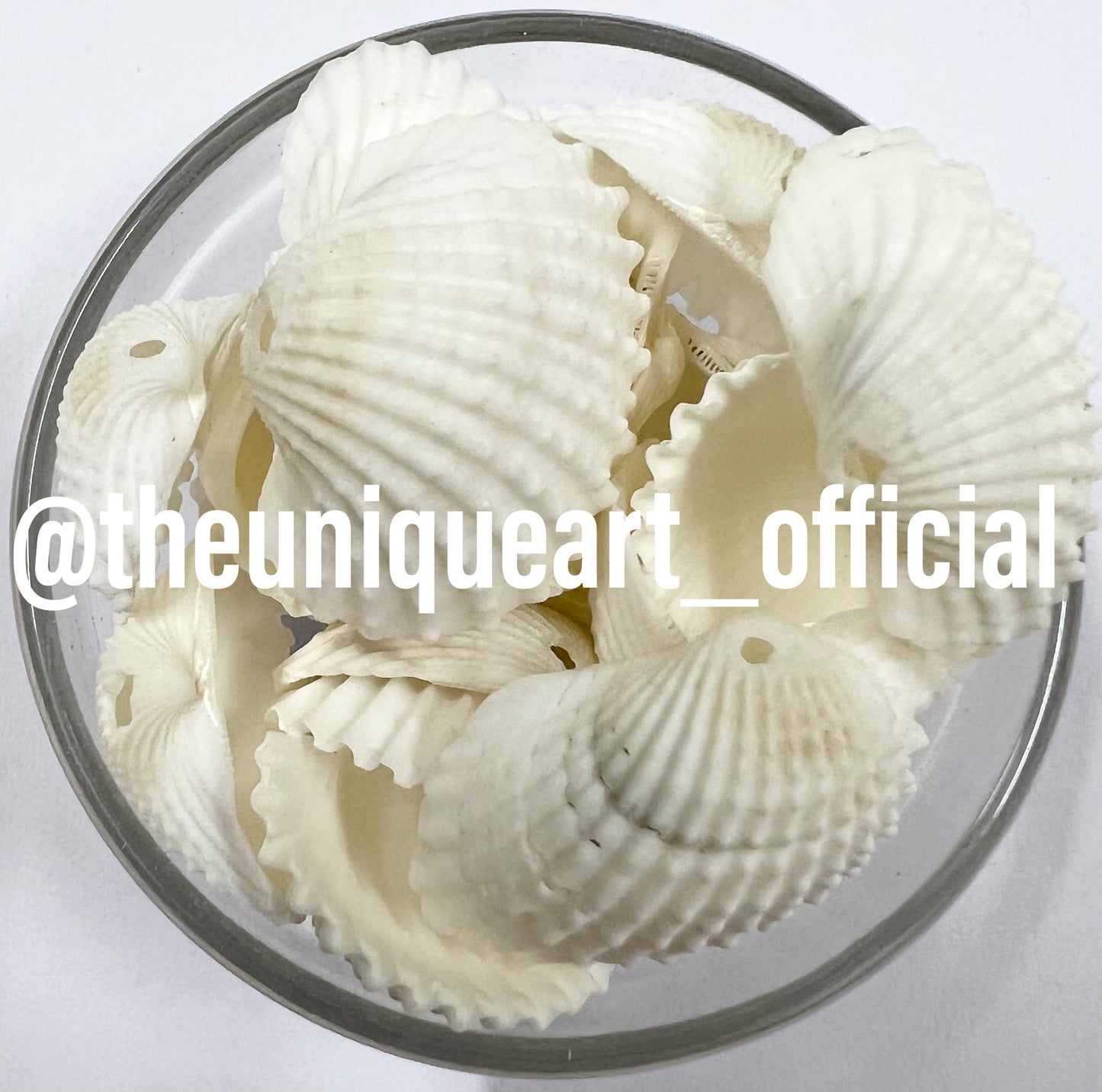 Shells 3cm