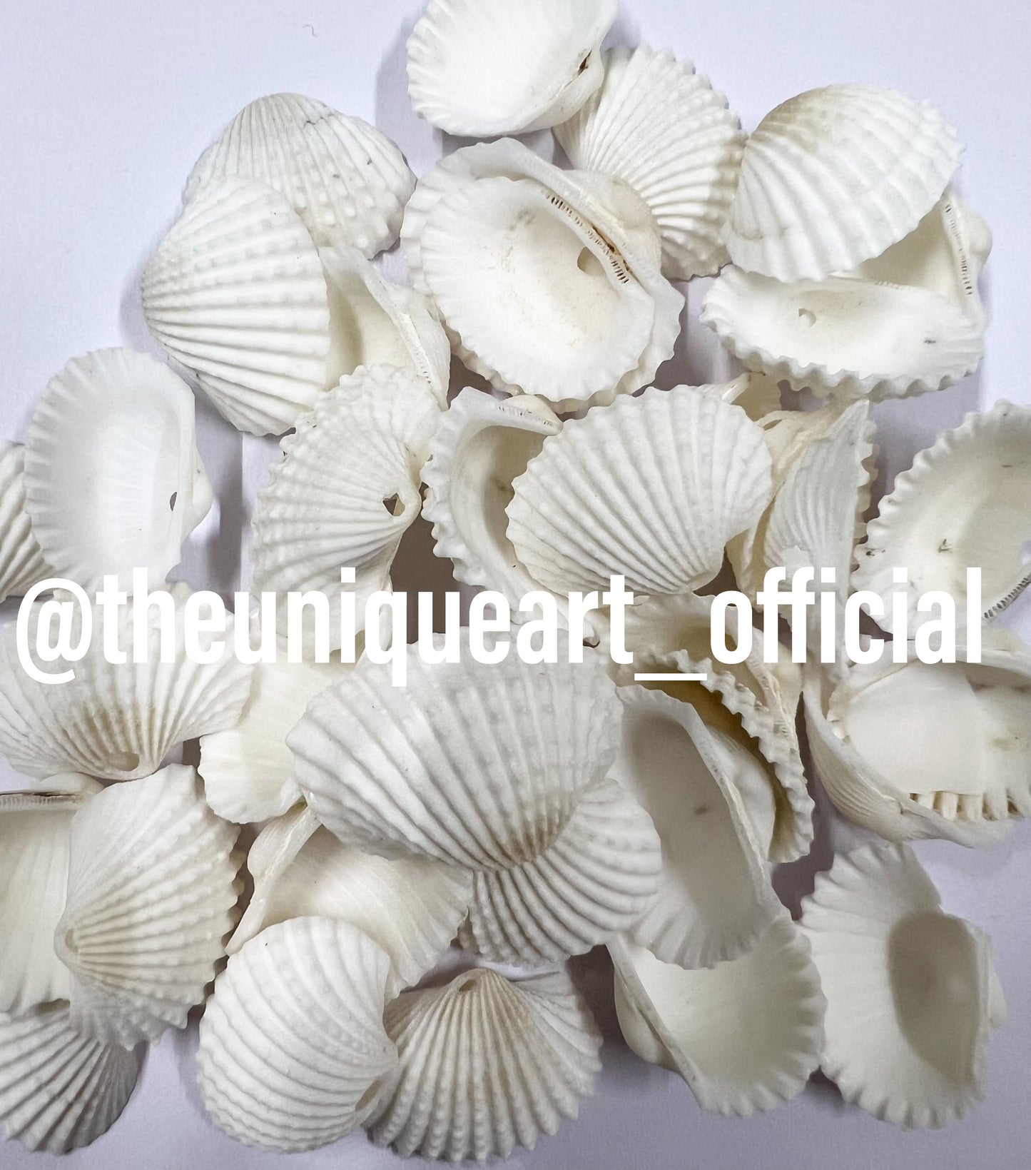 Shells 3cm