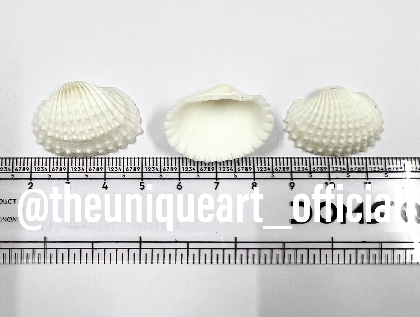 Shells 3cm